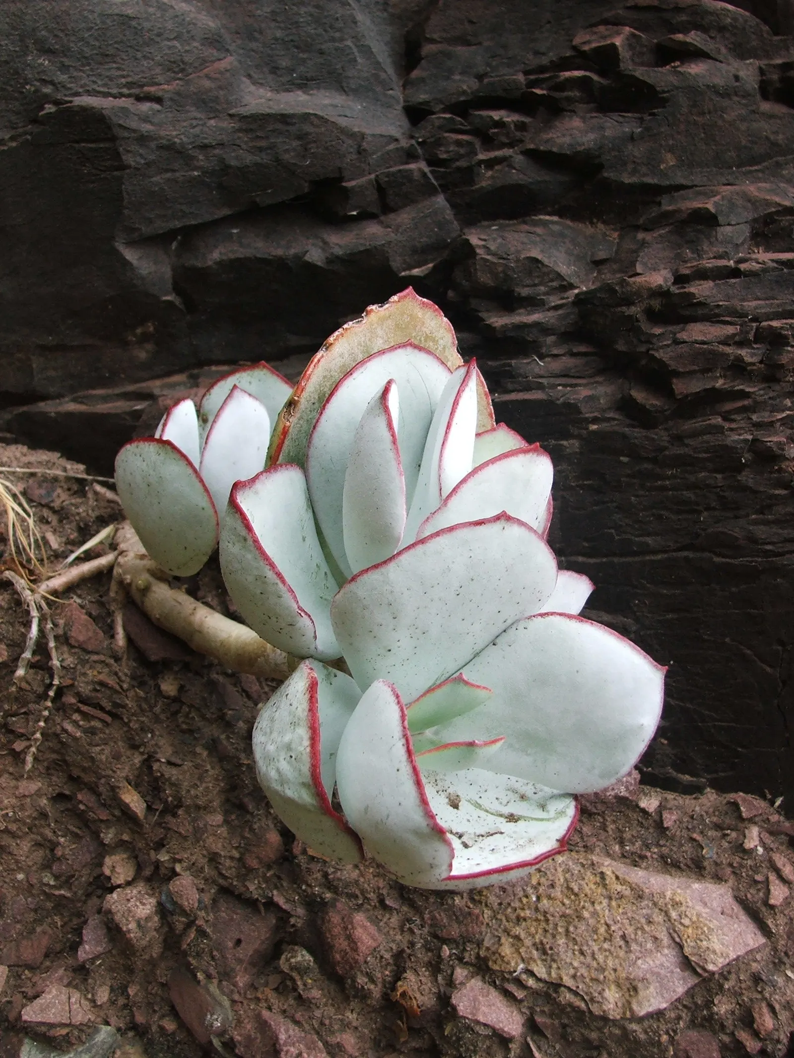 Pig's Ear (Cotyledon Orbiculata) — orange flowers in the garden