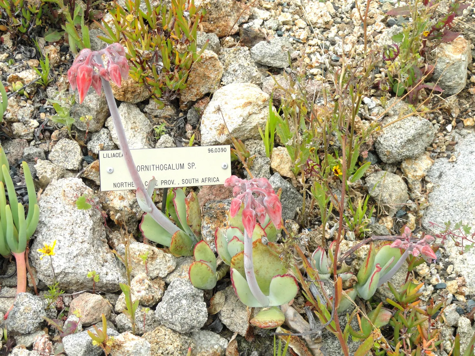 Pig's Ear (Cotyledon Orbiculata) — Pig's Ear produces inflorescences consisting of coral red or orange bell-shaped flowers, image 68