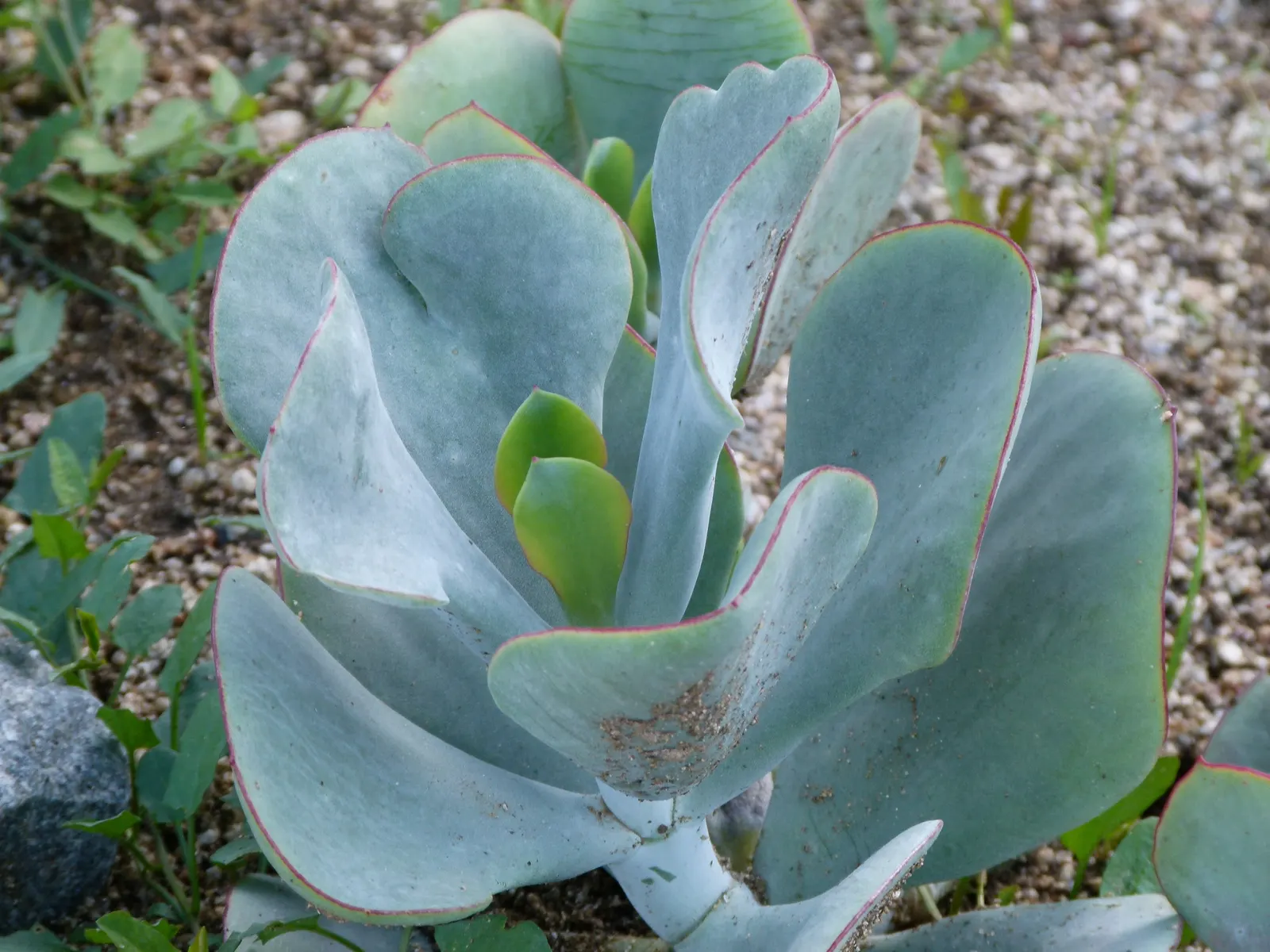Pig's Ear (Cotyledon Orbiculata) — It thrives in USDA zones 9-11, requiring well-draining soil and full sun to partial shade; orange flowers in the, image 58