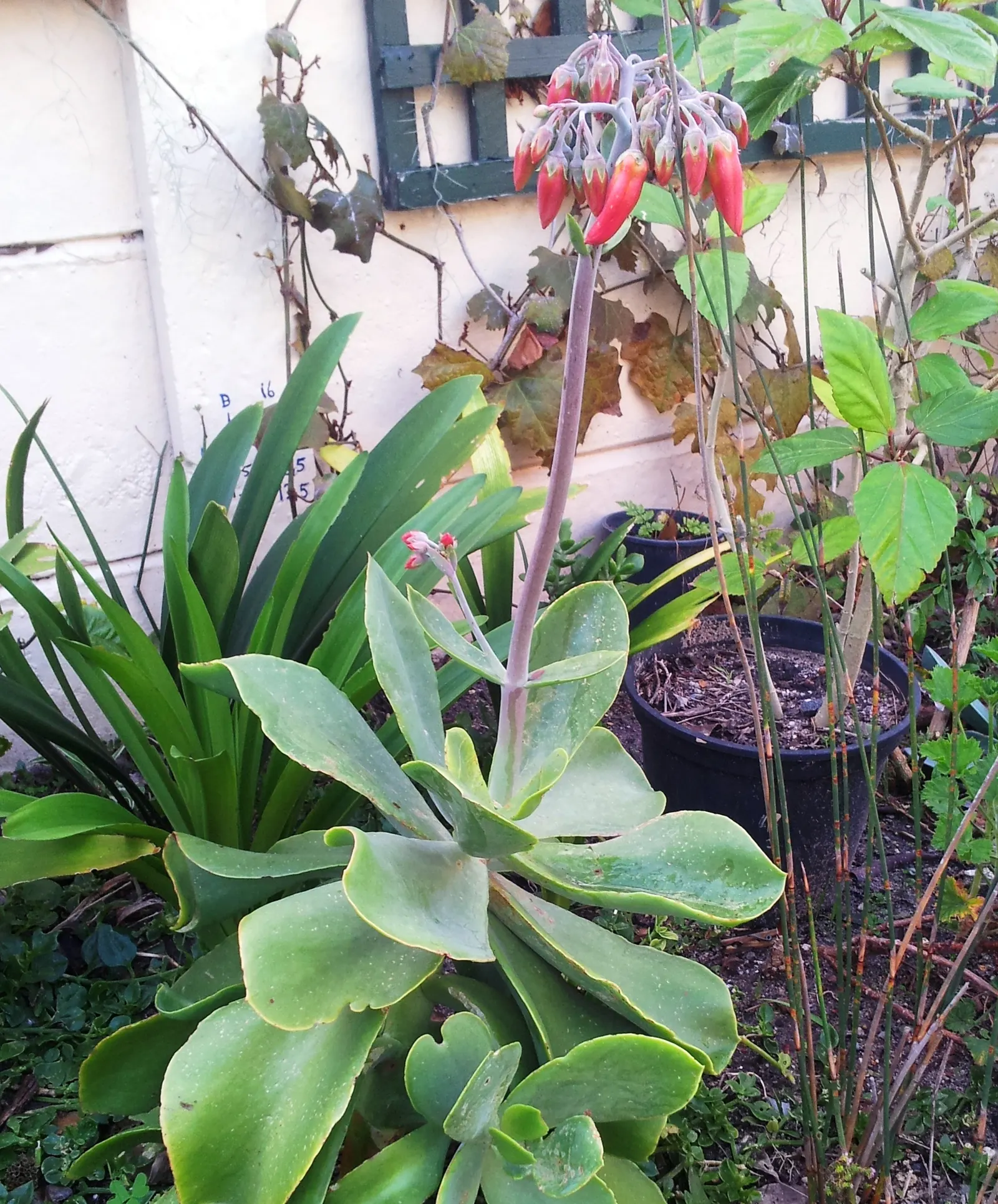 Pig's Ear (Cotyledon Orbiculata) — It thrives in USDA zones 9-11, requiring well-draining soil and full sun to partial shade; orange flowers in the, image 85