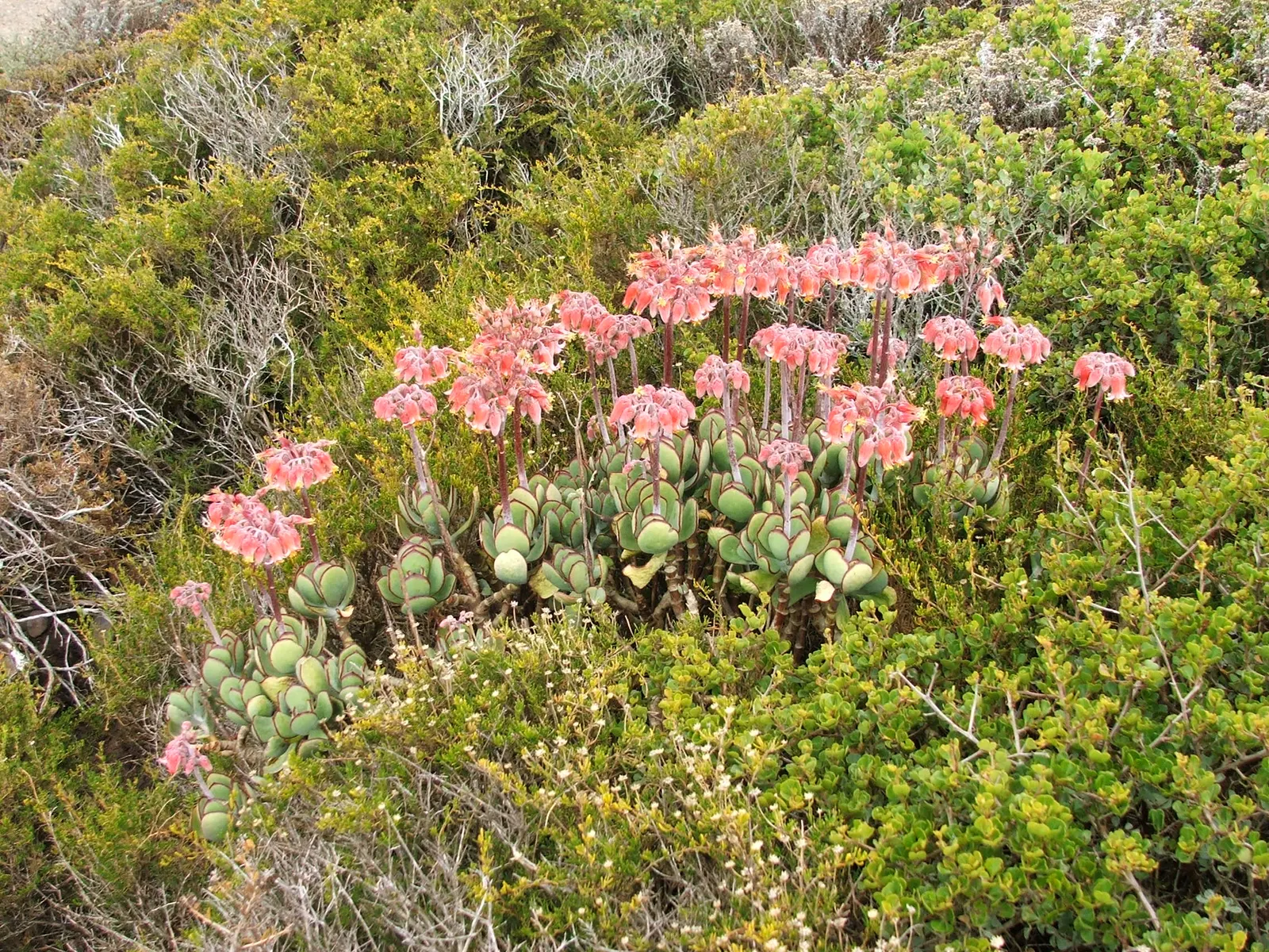 Pig's Ear (Cotyledon Orbiculata) — It thrives in USDA zones 9-11, requiring well-draining soil and full sun to partial shade