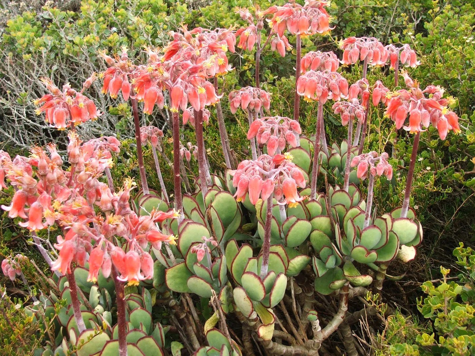 Pig's Ear (Cotyledon Orbiculata) — Pair it with other succulents, gravel mulches, and rocks for an authentic desert garden aesthetic; it grows up, image 78