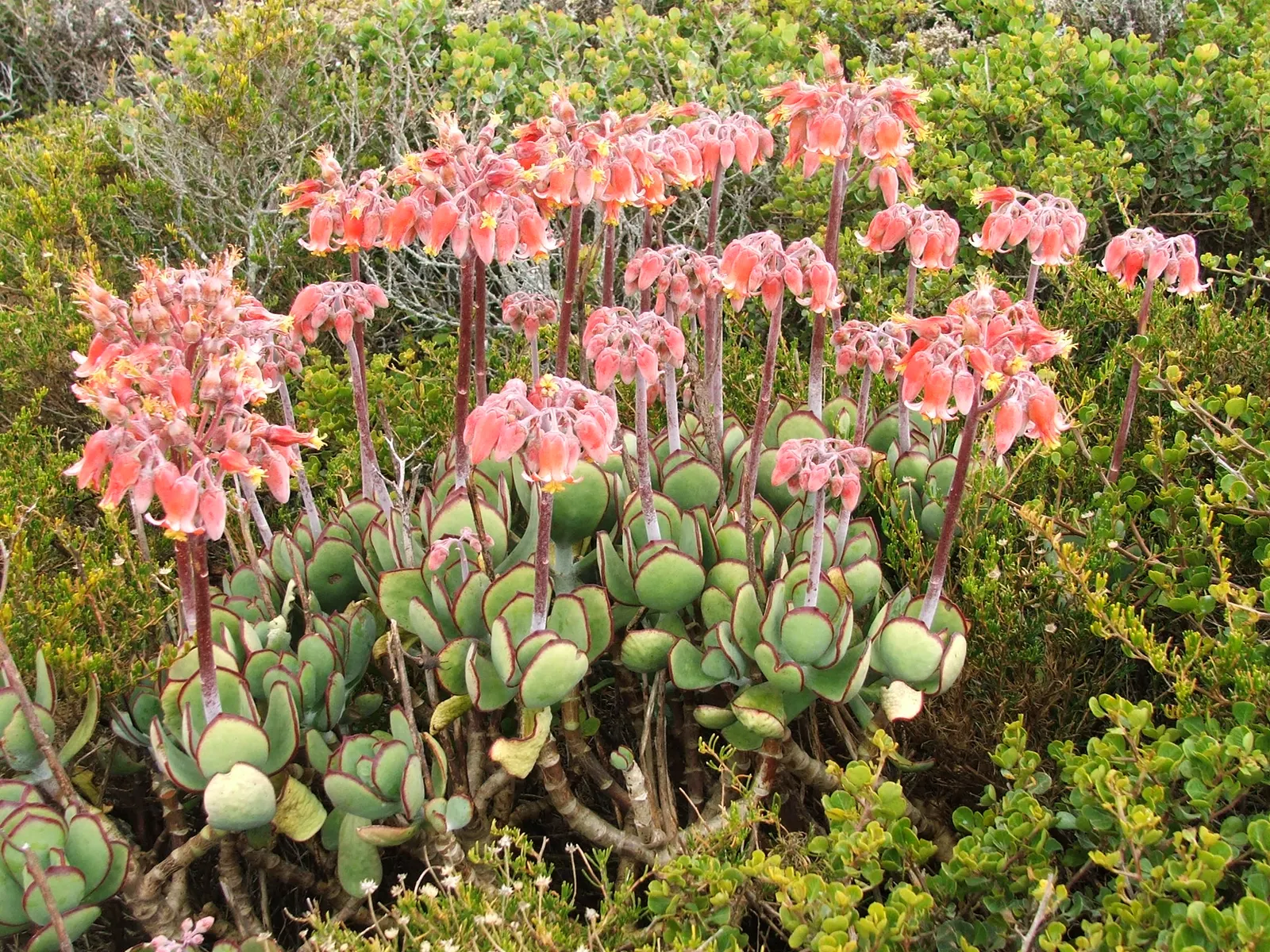 Pig's Ear (Cotyledon Orbiculata) — providing spectacular contrasts against the foliage; when incorporating Pig's Ear into a landscape design, image 69