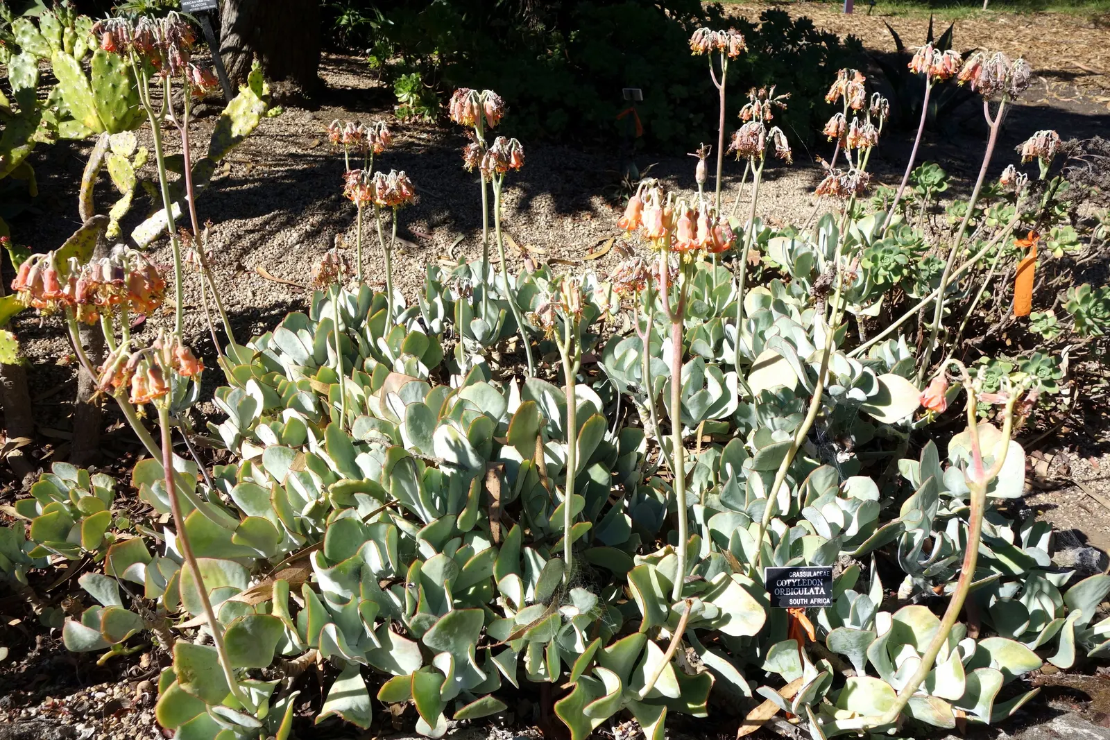 Pig's Ear (Cotyledon Orbiculata) — succulent with orange blooms; and they attract a variety of pollinators