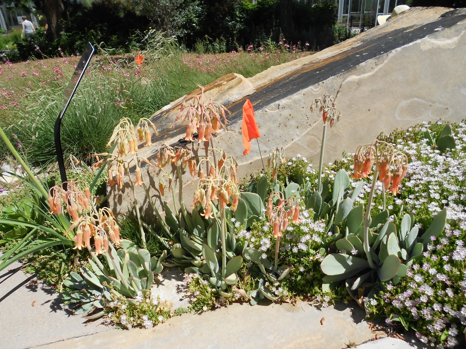 Pig's Ear (Cotyledon Orbiculata) — invoking the image of a pig's ear
