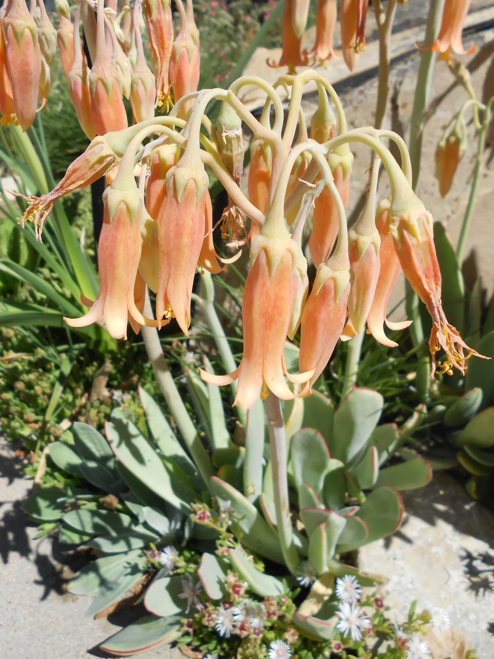 Pig's Ear (Cotyledon Orbiculata) — including bees and hummingbirds.<br><br>As a drought-tolerant plant