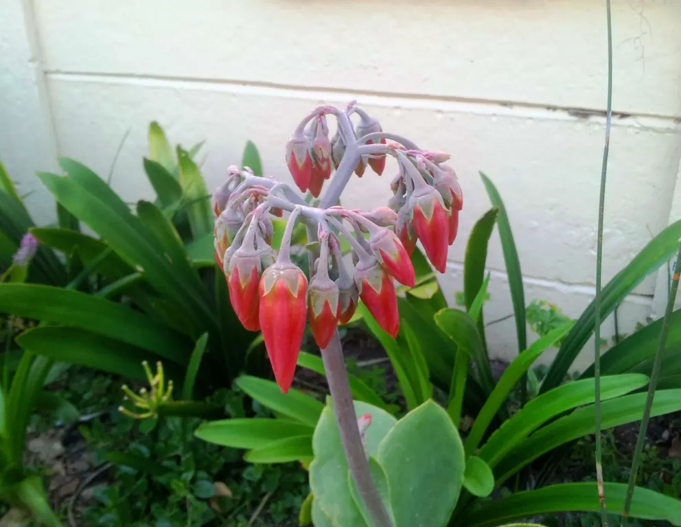 Pig's Ear (Cotyledon Orbiculata) — These silver-gray leaves are often edged with a red margin; cotyledon orbiculata, commonly known as Pig's Ear, image 90