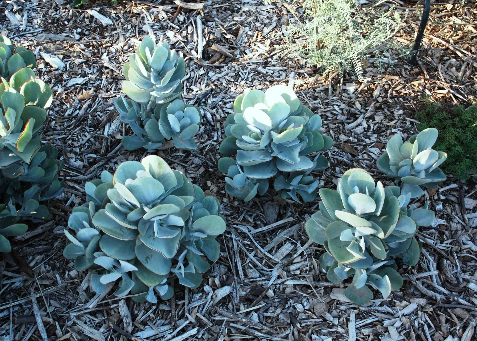 Pig's Ear (Cotyledon Orbiculata) — including bees and hummingbirds.<br><br>As a drought-tolerant plant; providing spectacular contrasts against the foliage