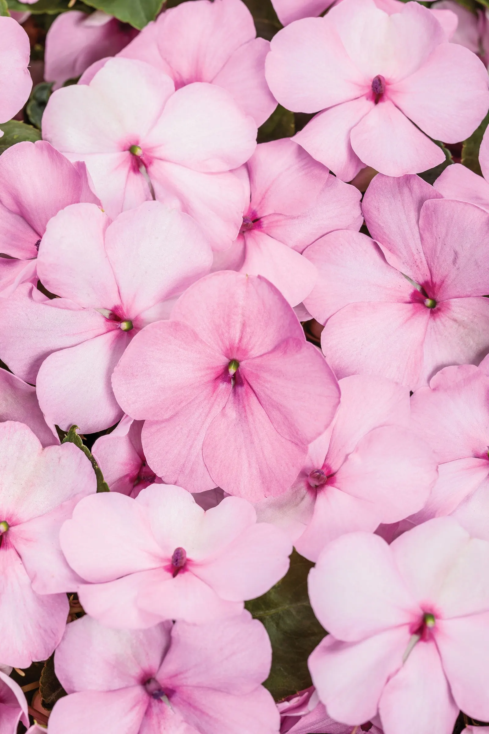Pastel Pink bedding impatiens (Impatiens walleriana) — information and resources