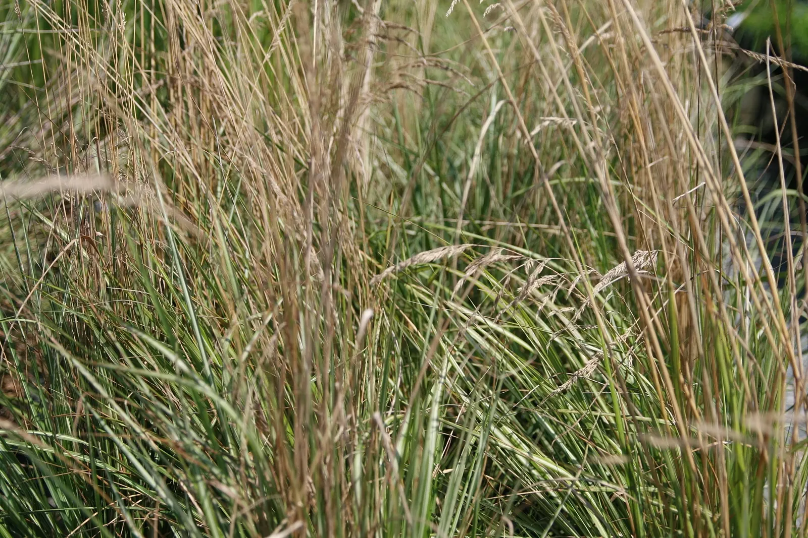 Variegated Feather Reed Grass (Calamagrostis Acutiflora 'Avalanche') — growing 4-5 feet tall with a spread of 2-3 feet