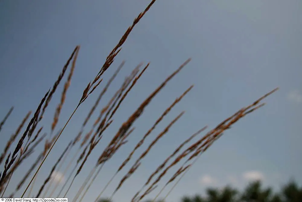 Variegated Feather Reed Grass (Calamagrostis Acutiflora 'Avalanche') — Notable for its bold white-striped, green foliage, this perennial adds vertical interest