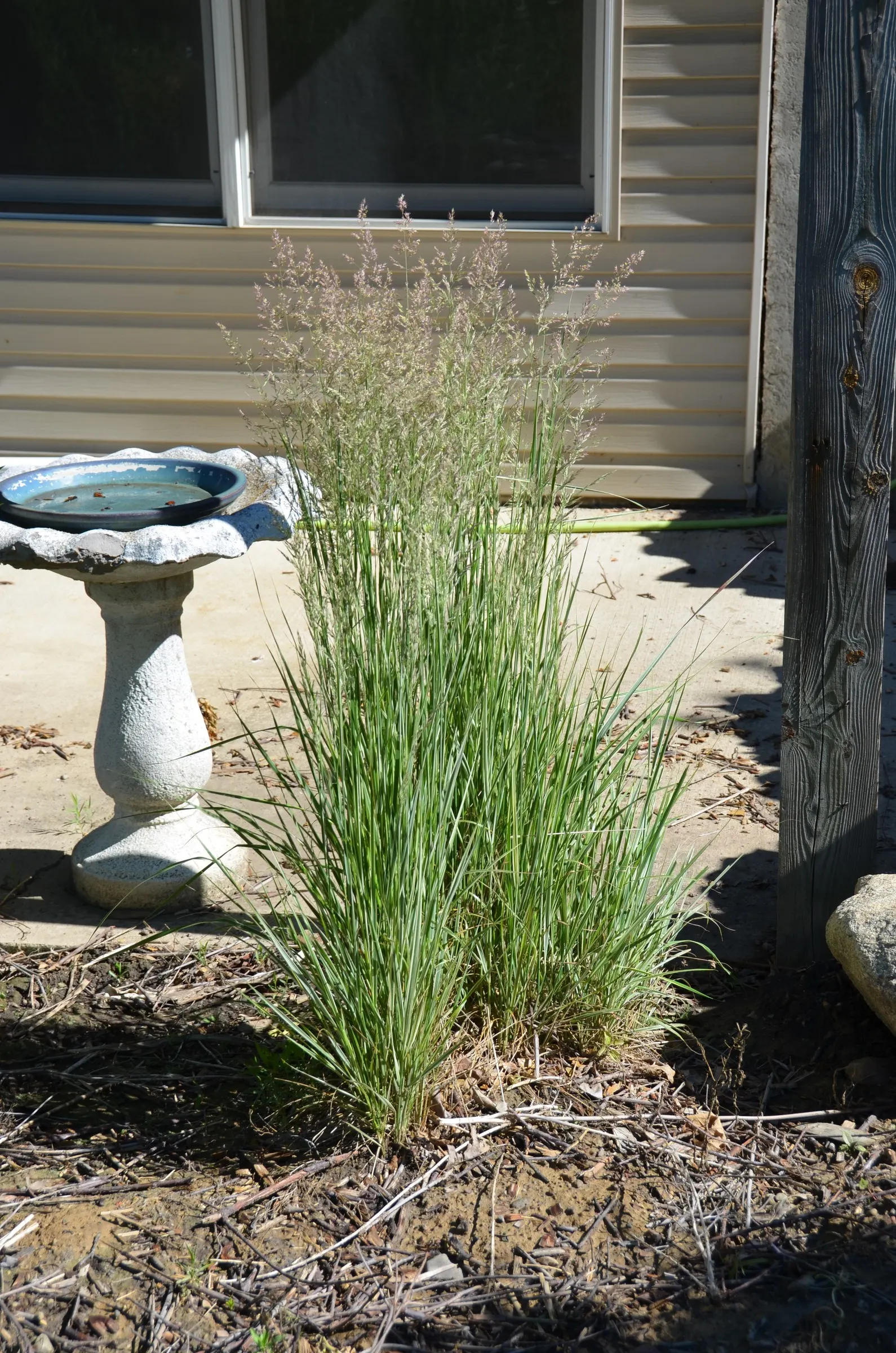 Variegated Feather Reed Grass (Calamagrostis Acutiflora 'Avalanche') — offering textural contrast to perennial borders or as a standout specimen