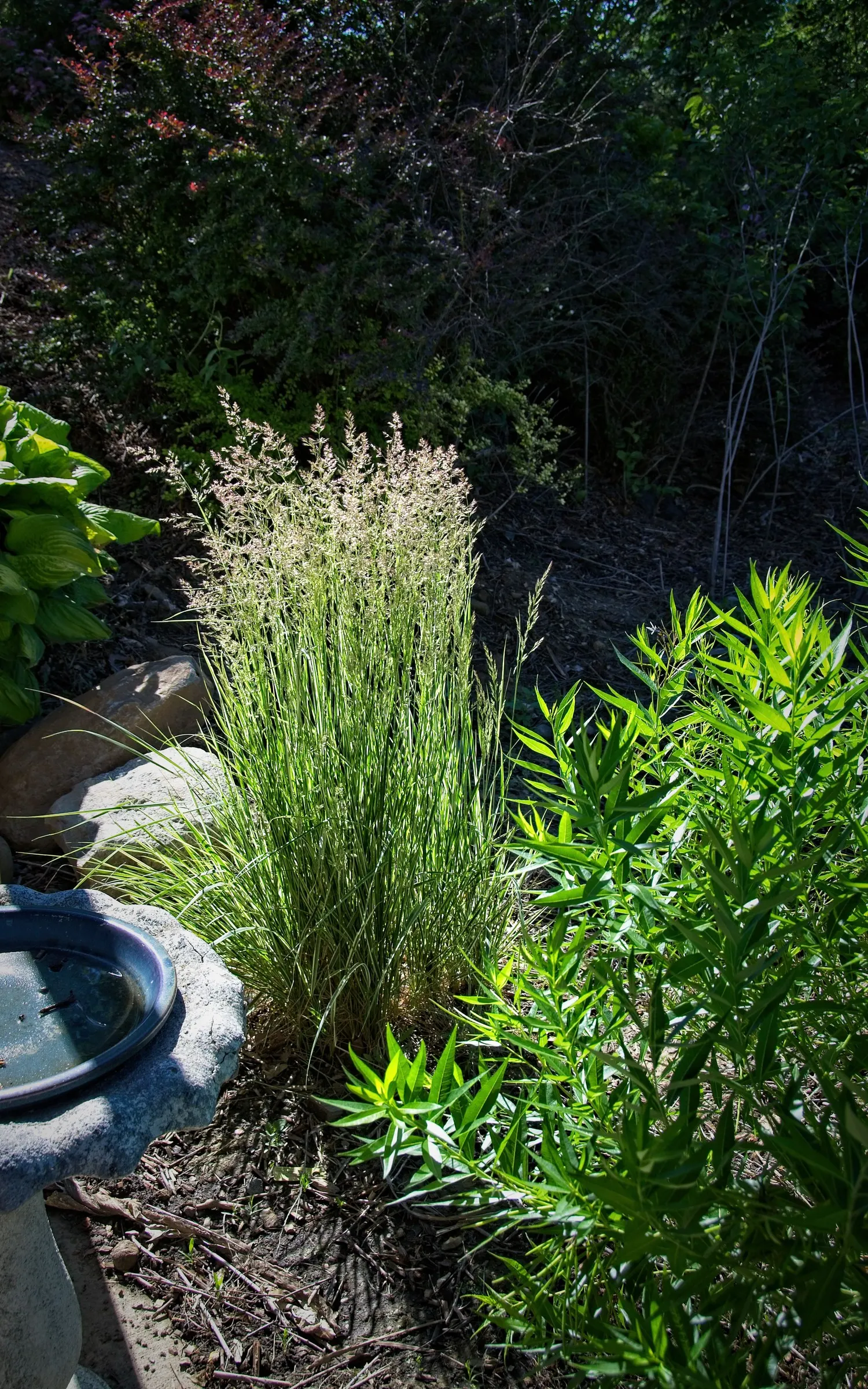Variegated Feather Reed Grass (Calamagrostis Acutiflora 'Avalanche') — with plumes appearing in summer