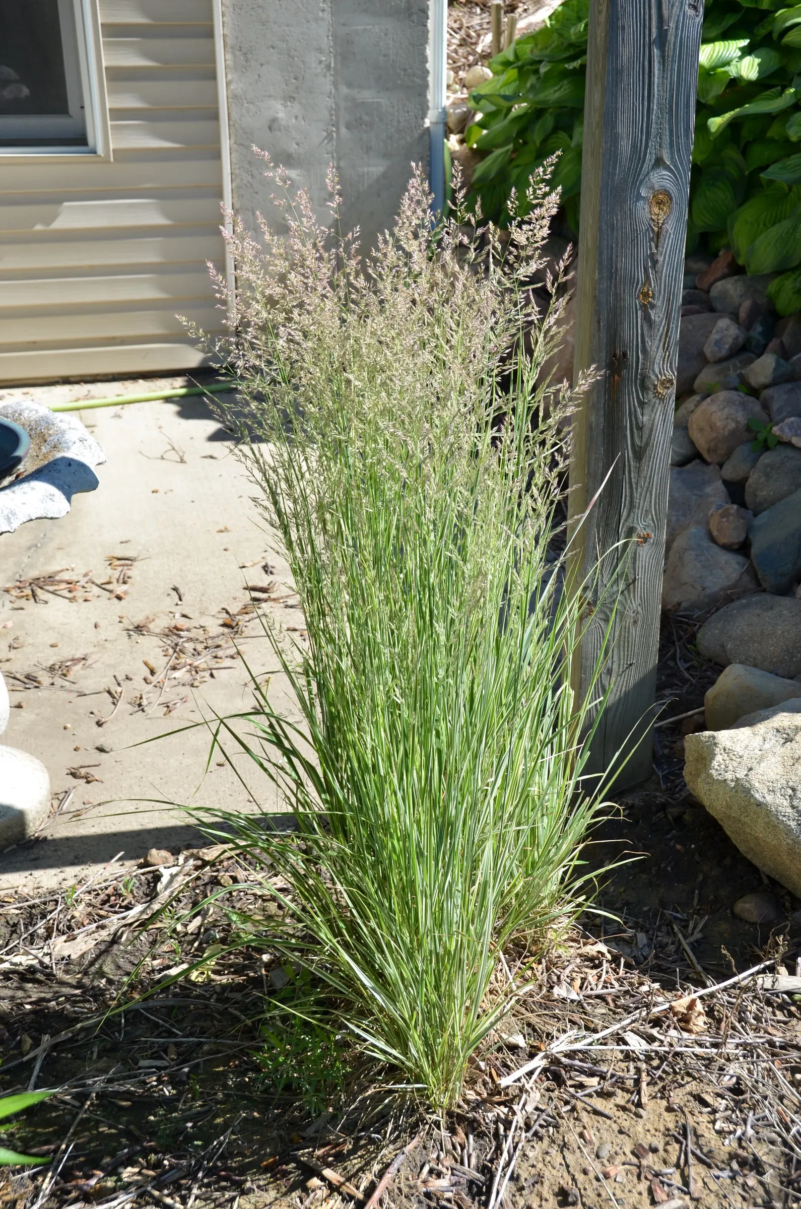 Variegated Feather Reed Grass (Calamagrostis Acutiflora 'Avalanche') — Requires moderate watering