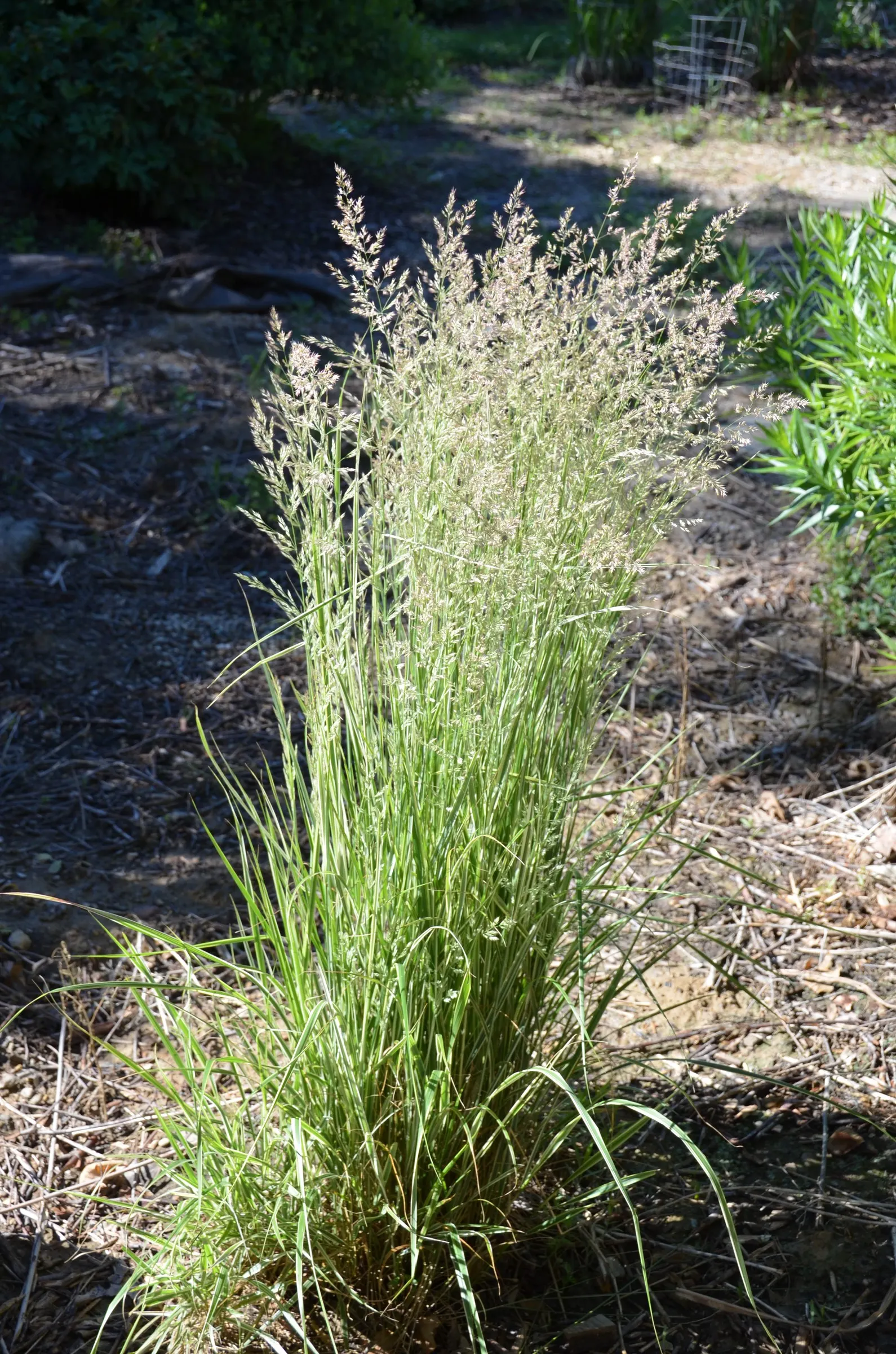 Variegated Feather Reed Grass (Calamagrostis Acutiflora 'Avalanche') — Flourishing in full sun to part shade, it's hardy in zones 4-9