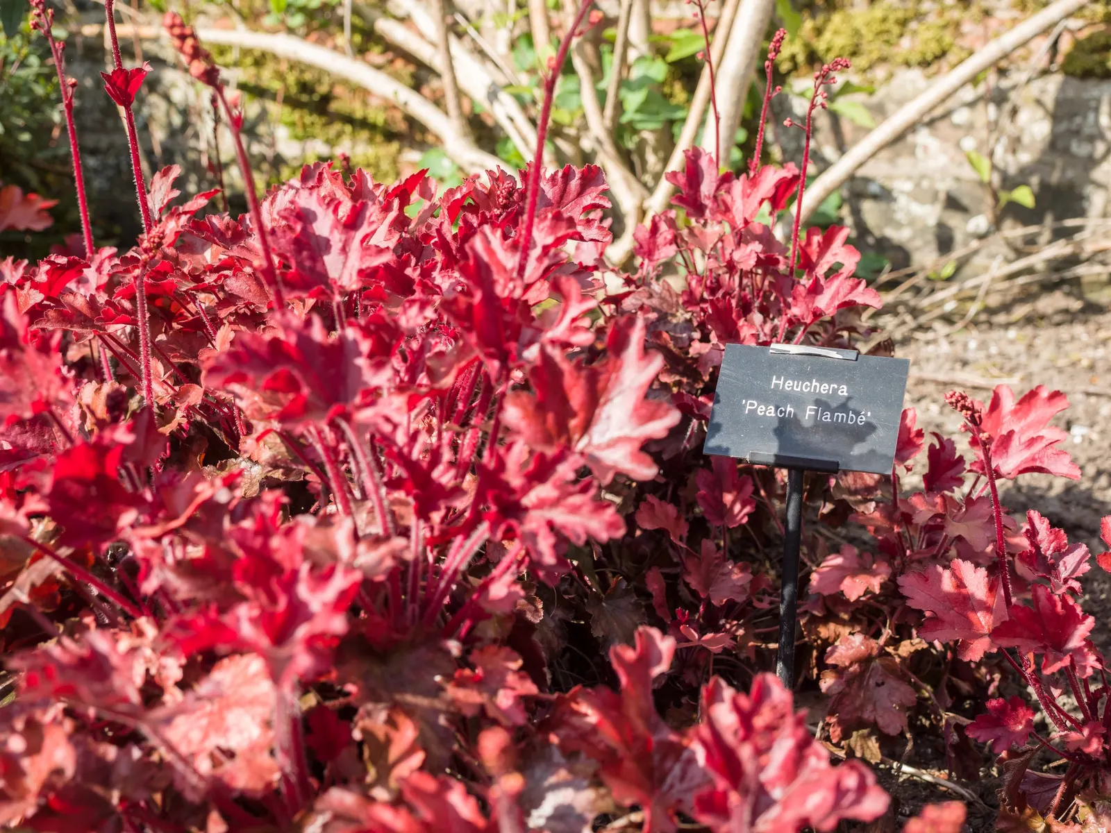 Peach Flambe Coral Bells (Heuchera 'Peach Flambe') — this Coral Bells variety prefers partial shade and well-draining soil