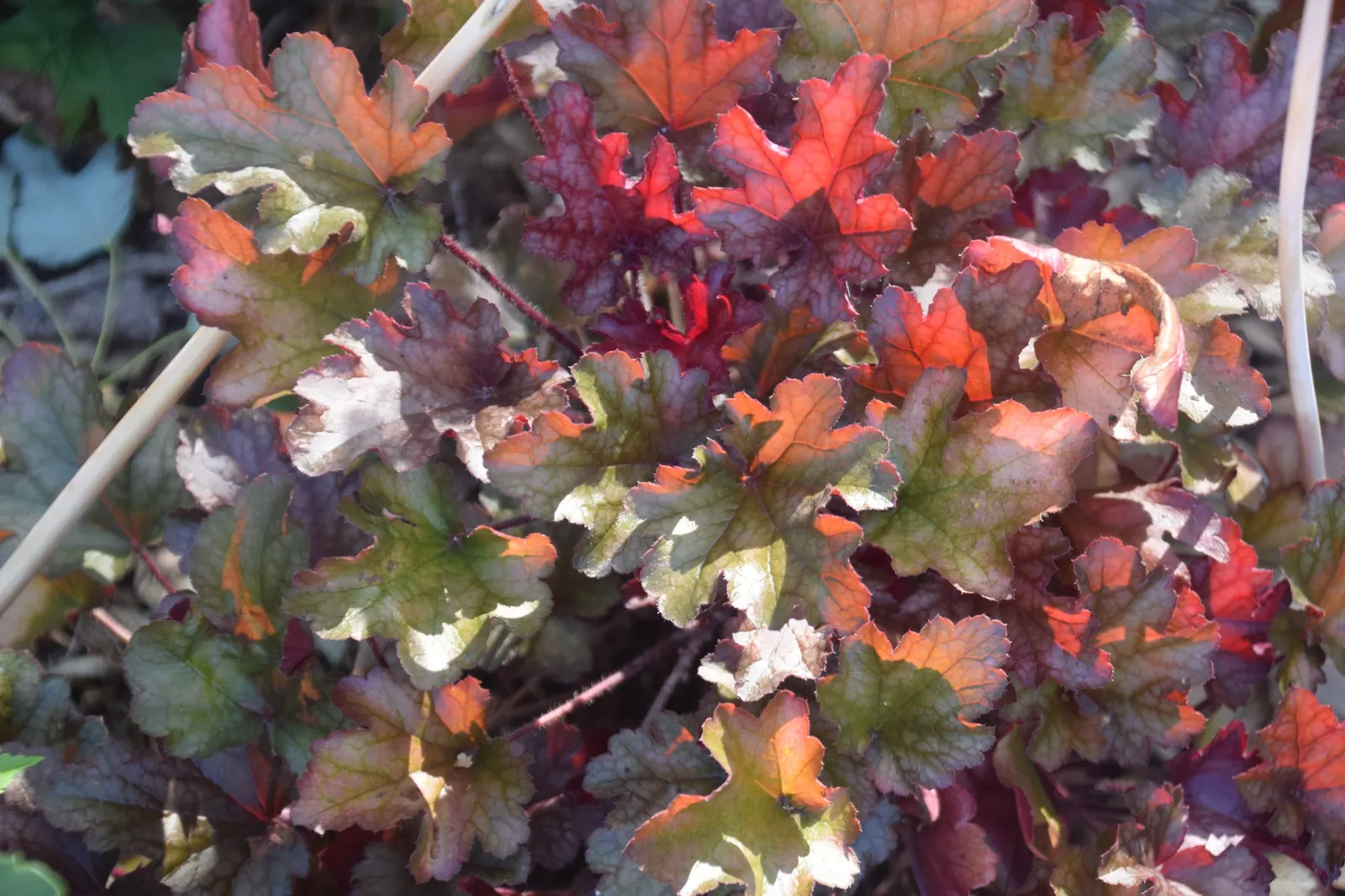 Peach Flambe Coral Bells (Heuchera 'Peach Flambe') — attracting butterflies and hummingbirds
