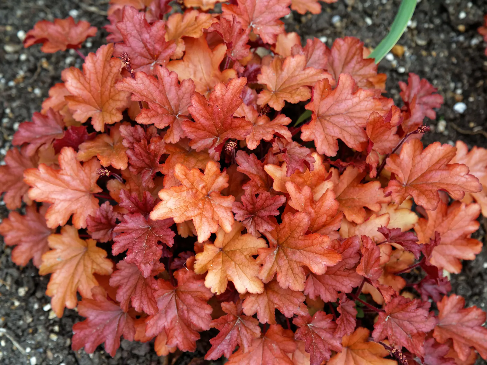Peach Flambe Coral Bells (Heuchera 'Peach Flambe') — bell-shaped white flowers on slender stems float above the foliage in spring and early summer