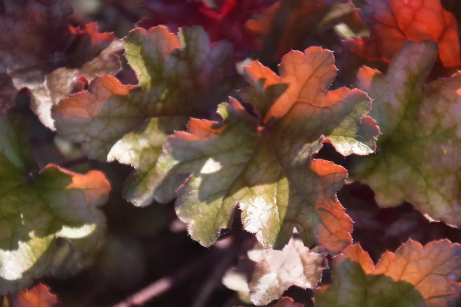 Peach Flambe Coral Bells (Heuchera 'Peach Flambe') — With its mounding habit, it reaches 7-9 inches tall and spreads up to 14-16 inches wide