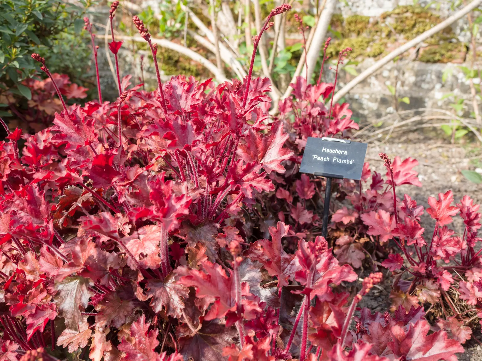 Peach Flambe Coral Bells (Heuchera 'Peach Flambe') — The Heuchera 'Peach Flambe' is a vivacious perennial featuring dazzling peach to plum-colored foliage