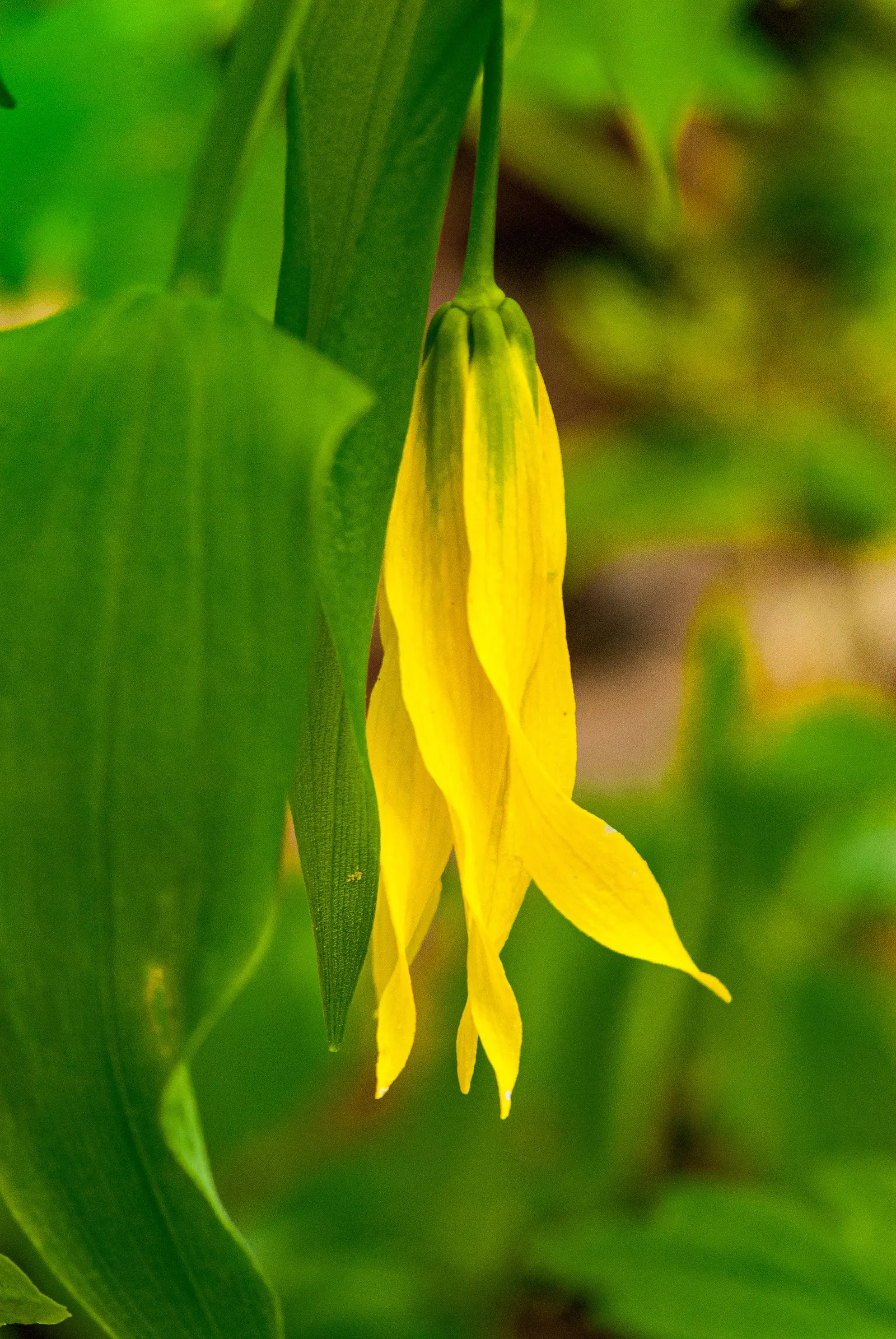 Large Flowered Bellwort (Uvularia grandiflora) — Large Flowered Bellwort (Uvalaria grandiflora) is a charming perennial native to Eastern North America