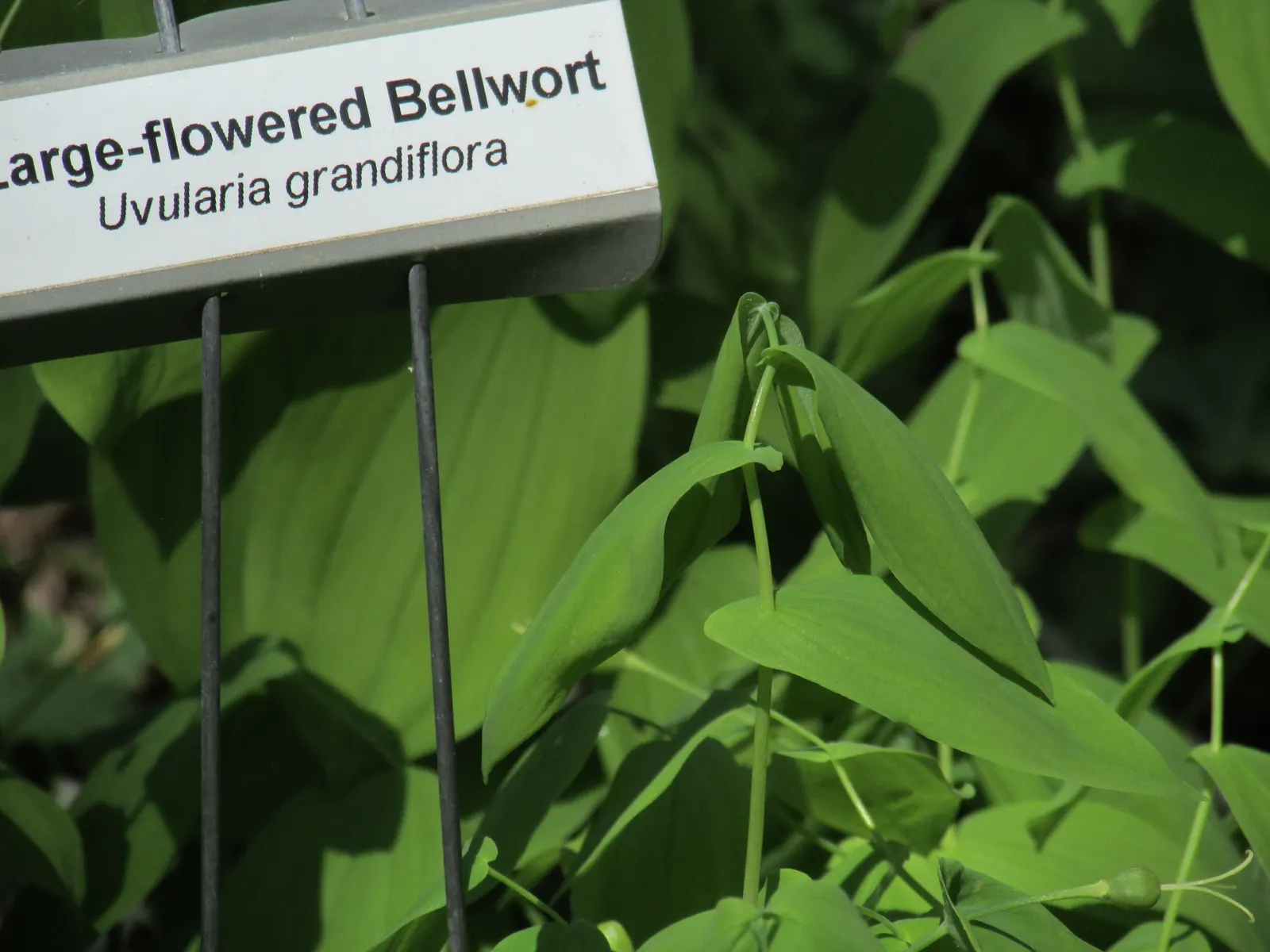 Large Flowered Bellwort (Uvularia grandiflora) — thriving in partly-shaded woodland gardens