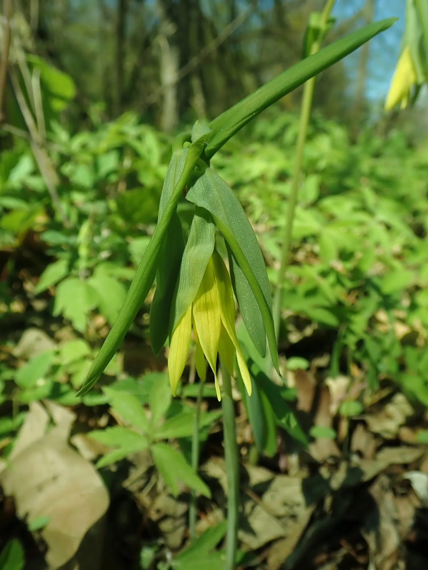 Large Flowered Bellwort (Uvularia grandiflora) — Blooms in mid-spring, attracting pollinators and adding a soft, naturalistic element to landscapes