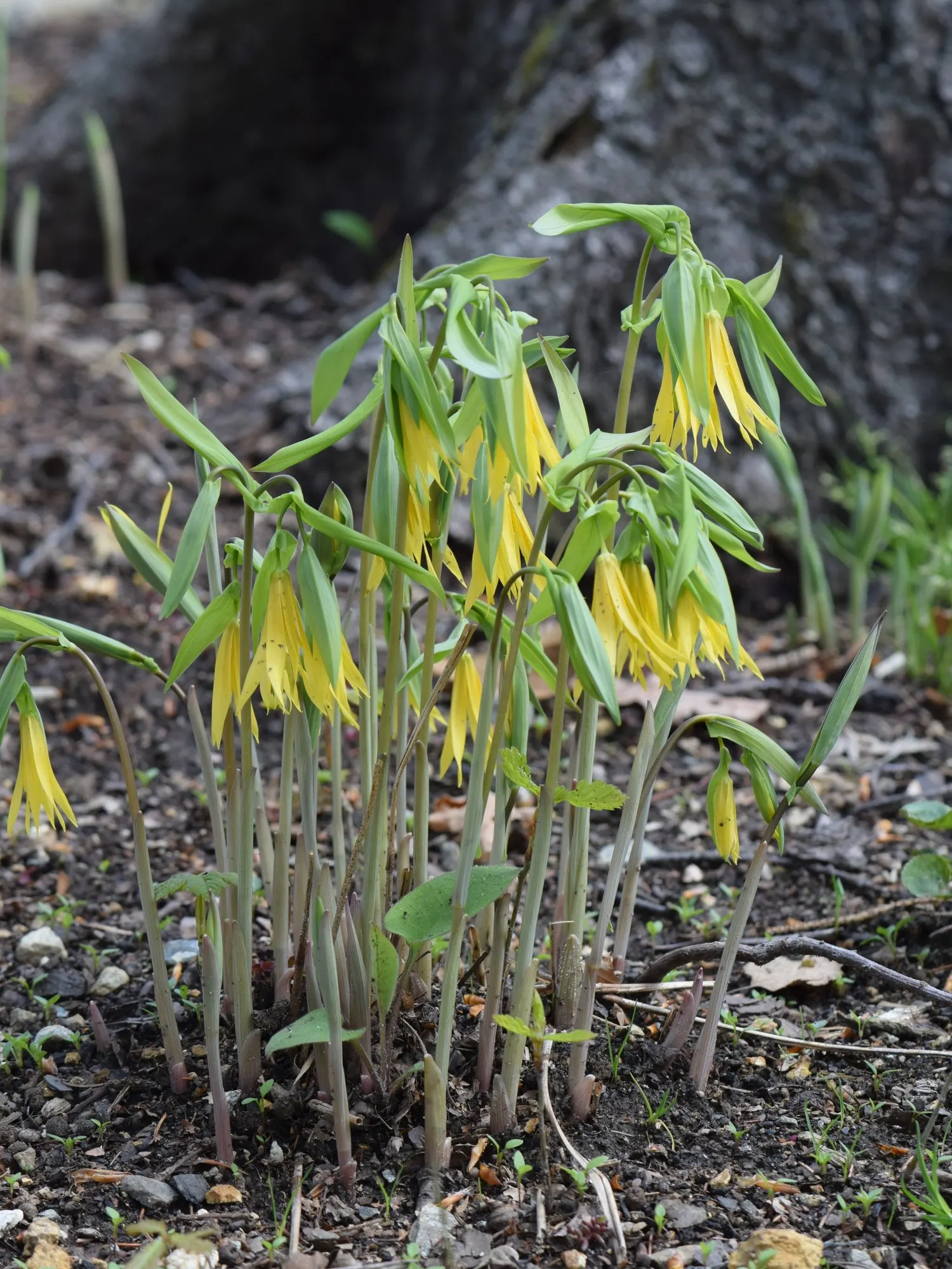 Large Flowered Bellwort (Uvularia grandiflora) — It typically grows to a height of 12 to 18 inches with a similar spread