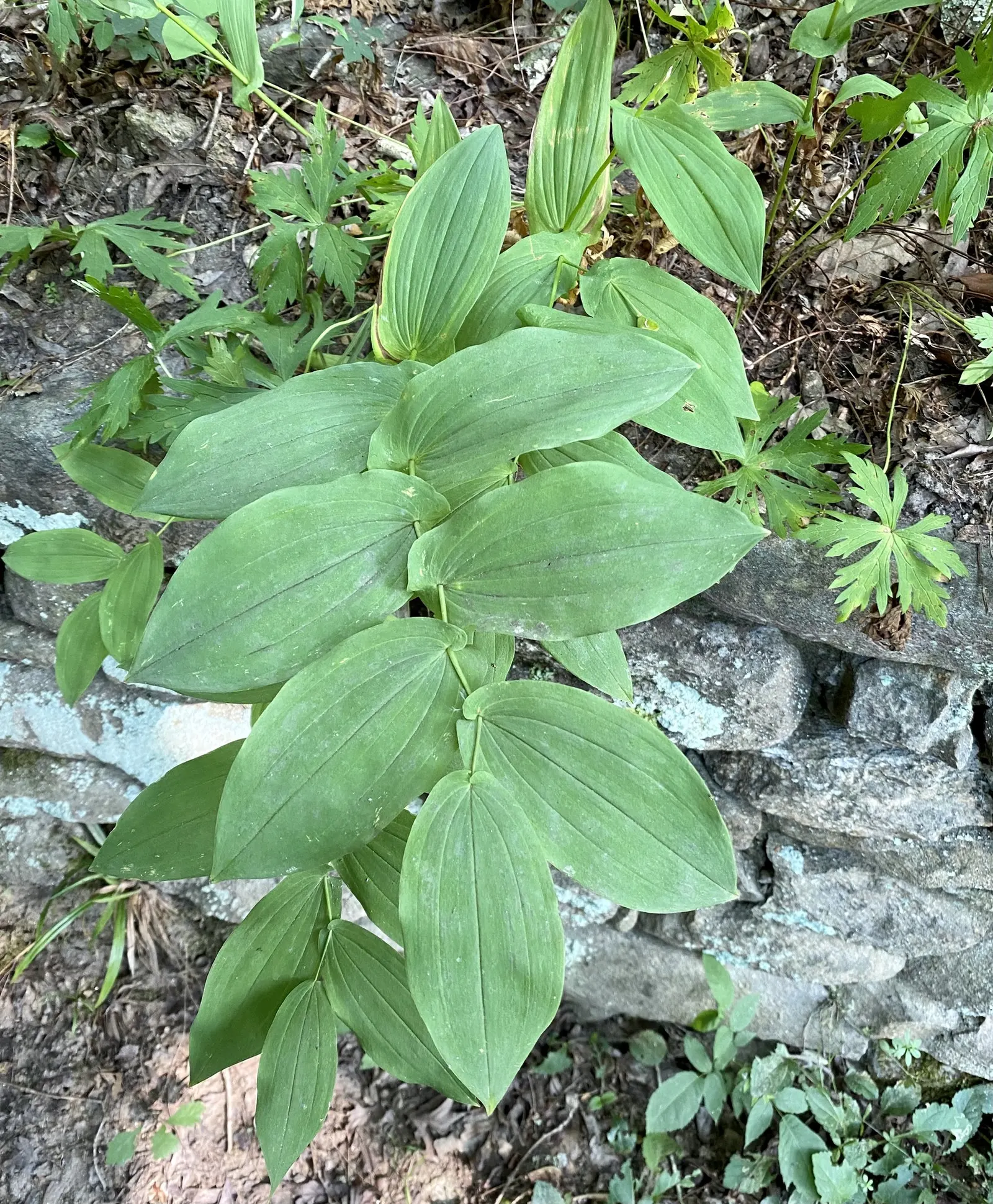 Large Flowered Bellwort (Uvularia grandiflora) — offering a gentle elegance to shaded garden areas