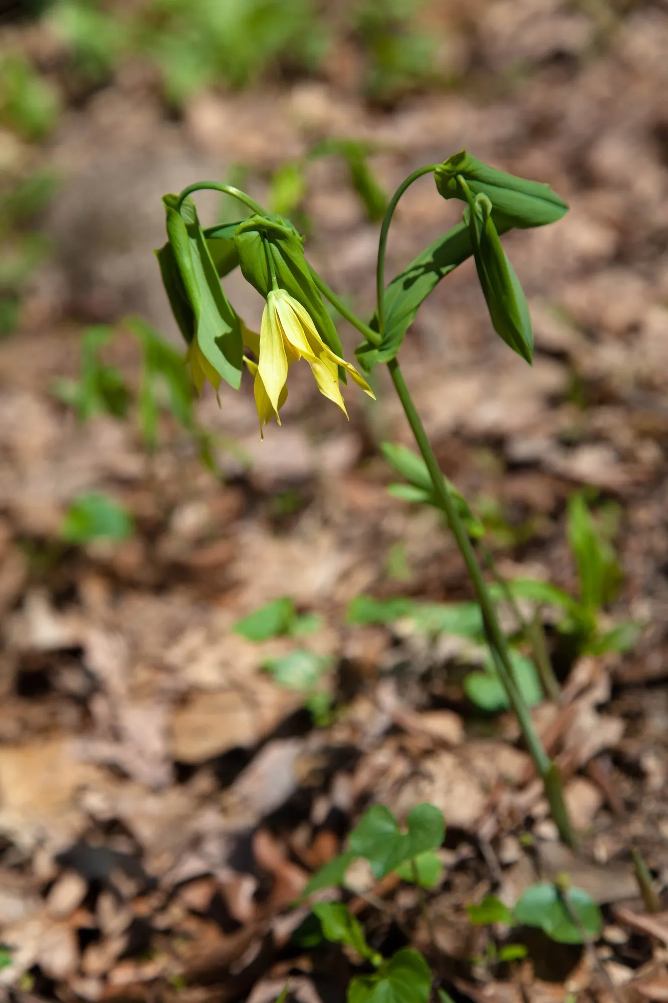 Large Flowered Bellwort (Uvularia grandiflora) — thriving in USDA Hardiness Zones 3 through 9.<br><br>One of its defining features is the distinctive pendulous