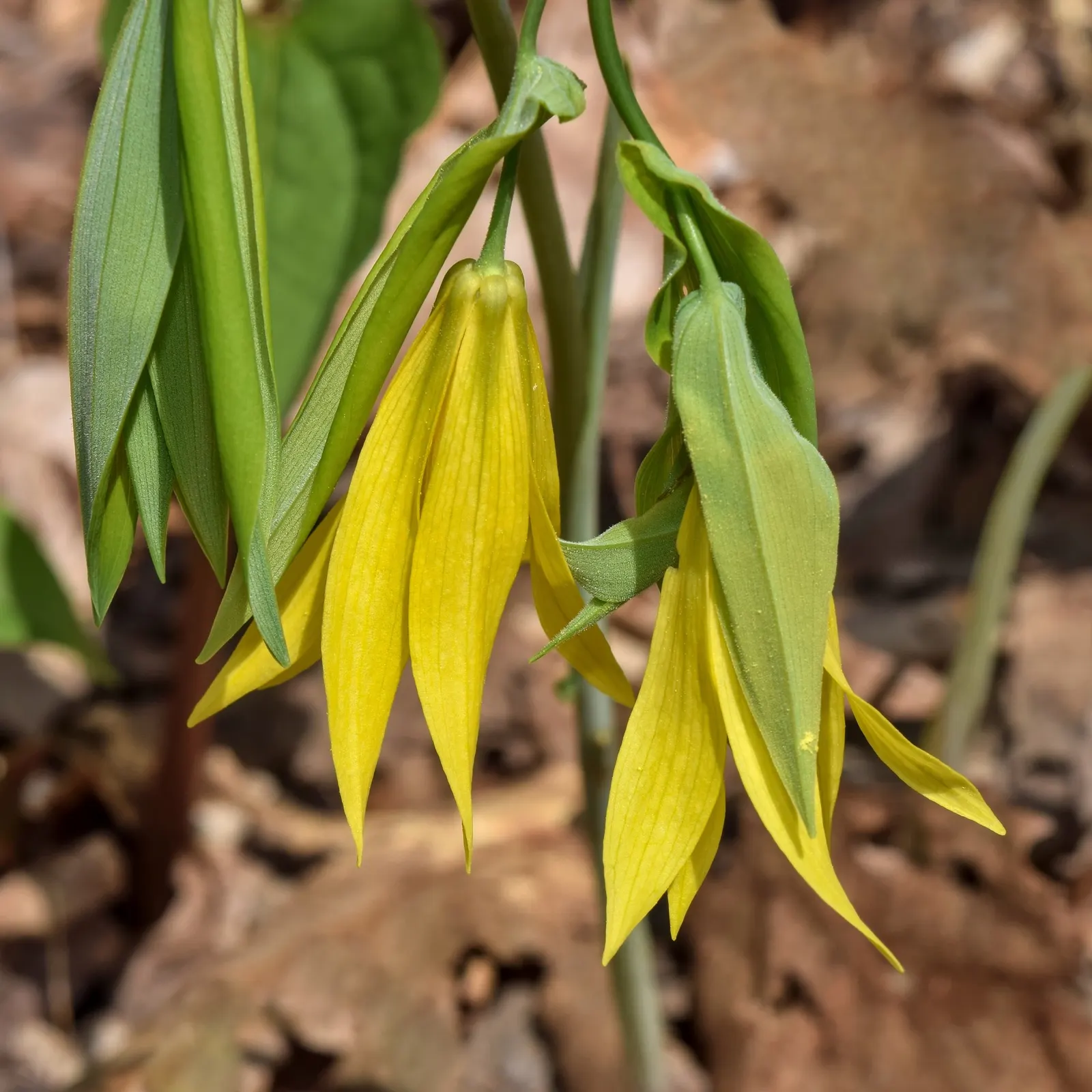Large Flowered Bellwort (Uvularia grandiflora) — Distinguished by its drooping, yellow bell-shaped blossoms, each flower spans up to 2 inches across
