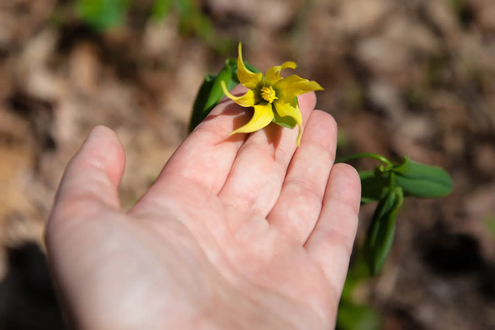 Large Flowered Bellwort (Uvularia grandiflora) — commonly known as Large Flowered Bellwort or Merrybells