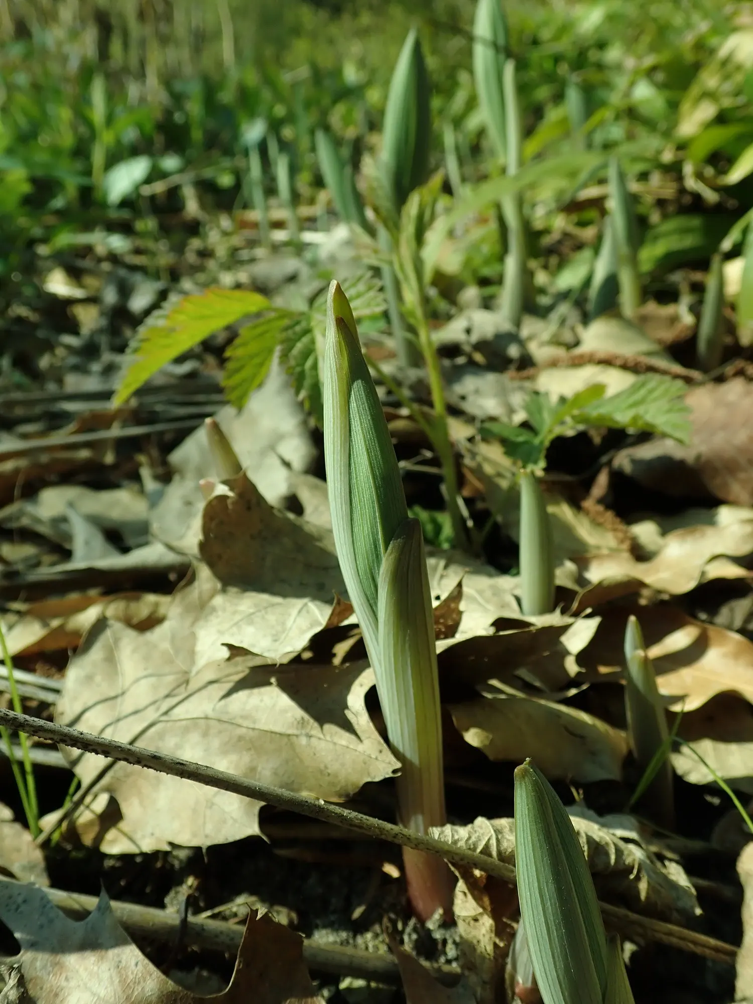 Large Flowered Bellwort (Uvularia grandiflora) — Lush foliage on stems reaching 1-2 ft high adds texture