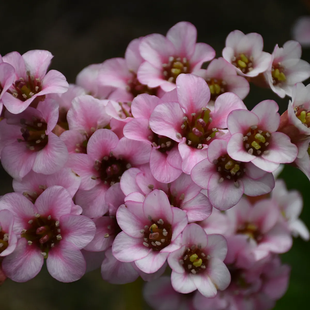 'Peppermint Patty' Pigsqueak (Bergenia hybrid) — The Bergenia hybrid 'Peppermint Patty' is a mounded perennial with glossy green