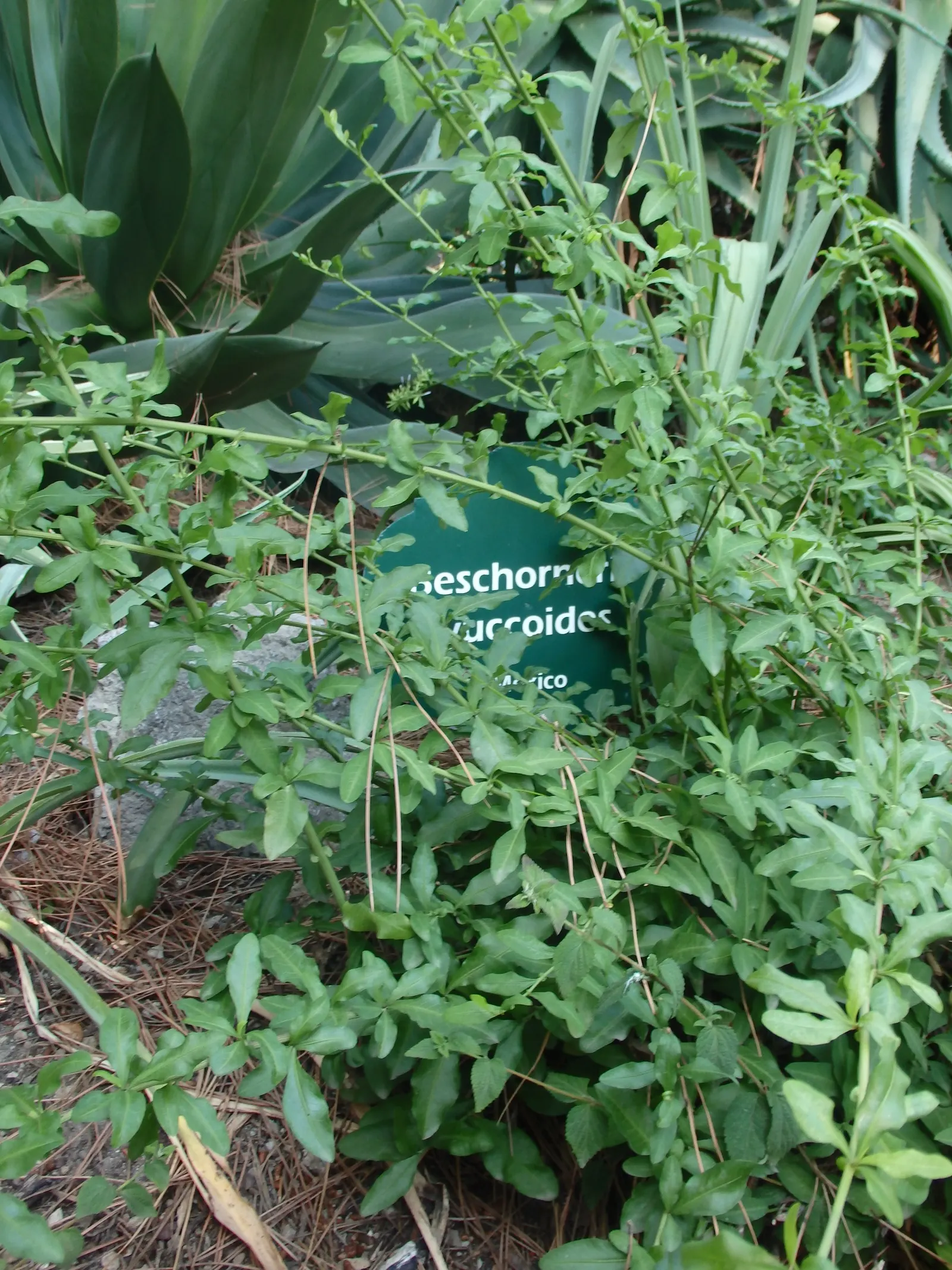 Amole (Beschorneria Yuccoides) — Amole (Beschorneria yuccoides) is a striking succulent boasting a dense rosette of narrow