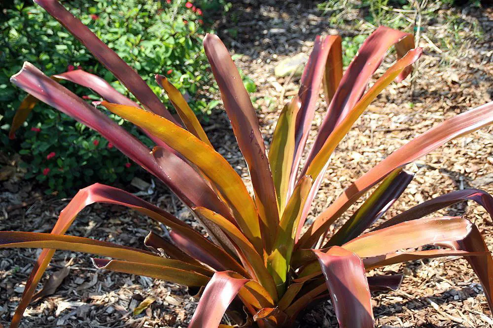 Wally Berg Aechmea (Aechmea Blanchetiana 'Wally Berg') — with vivid orange bracts and blue-purple flowers