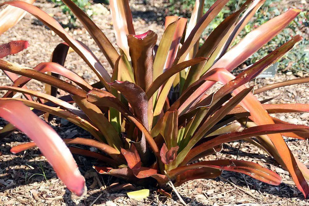 Wally Berg Aechmea (Aechmea Blanchetiana 'Wally Berg') — evergreen bromeliad with arching foliage reaching up to 3 feet long