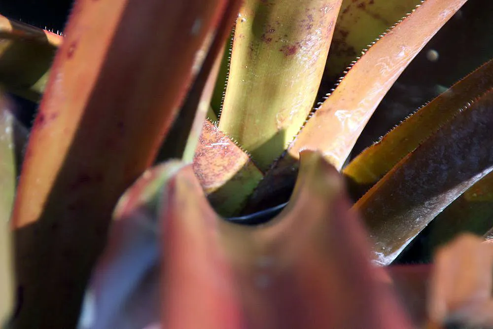 Wally Berg Aechmea (Aechmea Blanchetiana 'Wally Berg') — Accents tropical settings, ideal for focal points in warm climates, zones 10-11