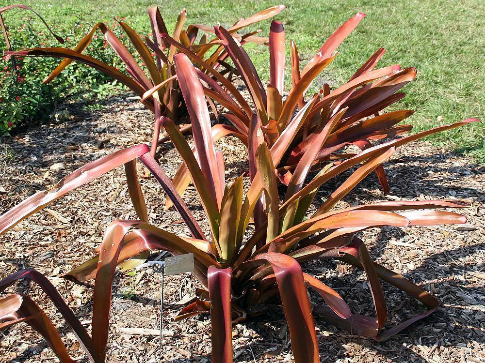 Wally Berg Aechmea (Aechmea Blanchetiana 'Wally Berg') — leading to a striking inflorescence