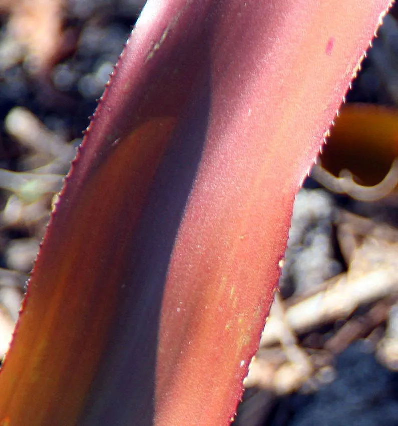 Wally Berg Aechmea (Aechmea Blanchetiana 'Wally Berg') — Prefers partial shade, well-draining soil