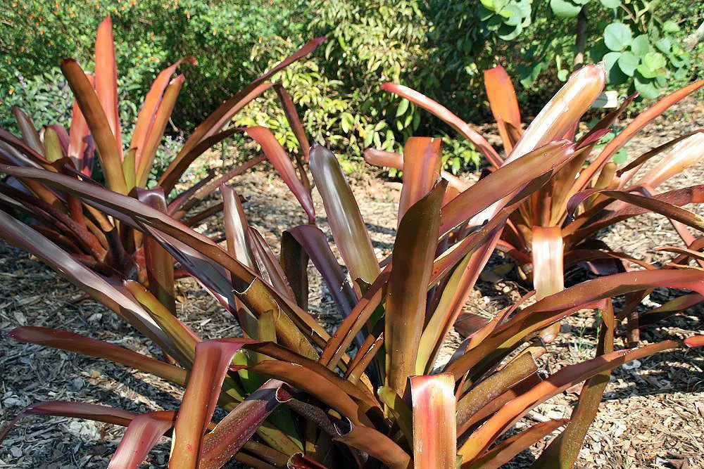 Wally Berg Aechmea (Aechmea Blanchetiana 'Wally Berg') — stiff leaves boast a rich golden-orange hue