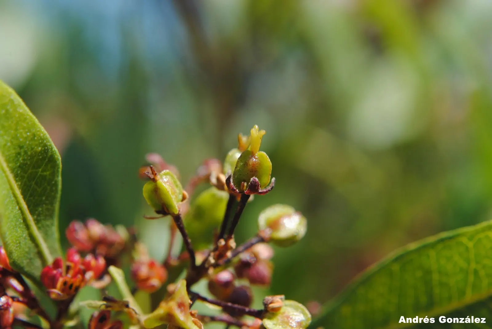 Green Hopseed Bush (Dodonaea Viscosa) — shrub with green and yellow blooms