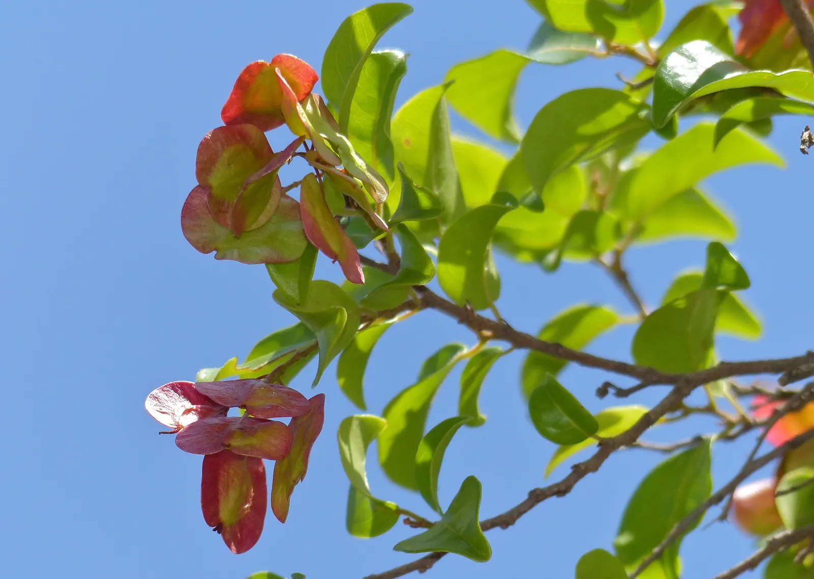 Green Hopseed Bush (Dodonaea Viscosa) — consider its moderate growth rate and potential width; dodonaea viscosa prefers full sun to partial shade, image 68