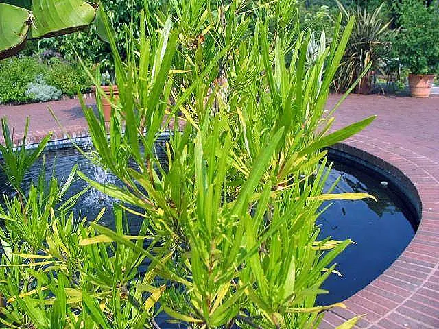 Green Hopseed Bush (Dodonaea Viscosa) — Adaptable to various conditions but thriving in full sun, it requires minimal water once established; the, image 52