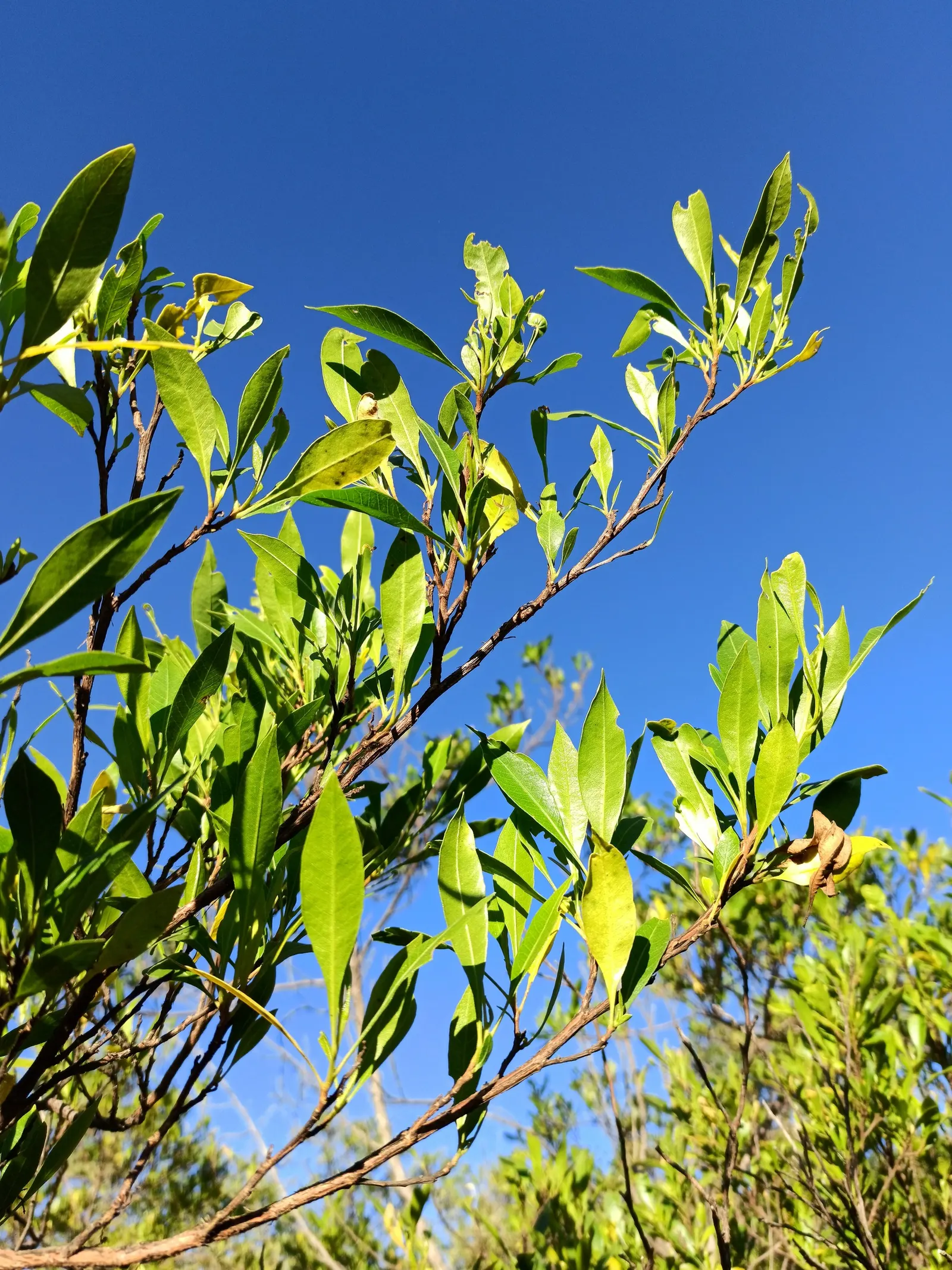 Green Hopseed Bush (Dodonaea Viscosa) — The Green Hopseed Bush (Dodonaea viscosa) is an enduring evergreen with a dense; adaptable to various, image 49