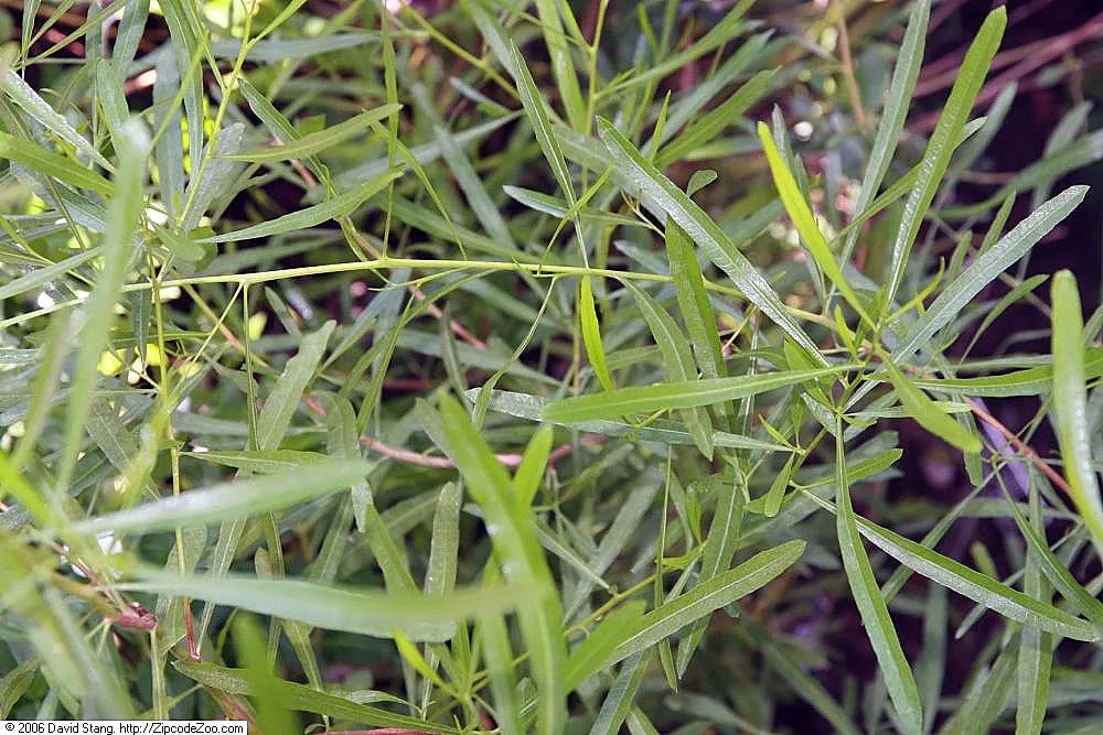 Green Hopseed Bush (Dodonaea Viscosa) — showing remarkable tolerance to a variety of conditions.<br><br>Featuring narrow; reaching heights of 10-12, image 59