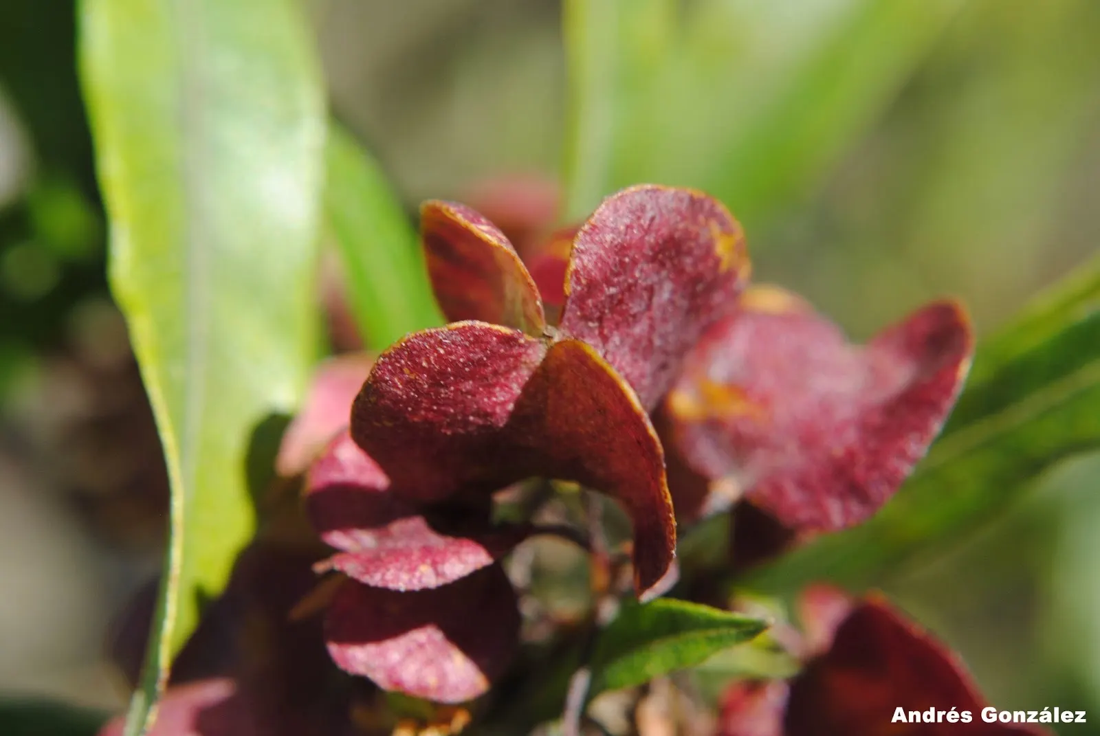 Green Hopseed Bush (Dodonaea Viscosa) — shrub with green and yellow blooms; which can add a striking contrast against lighter-colored structures or plants