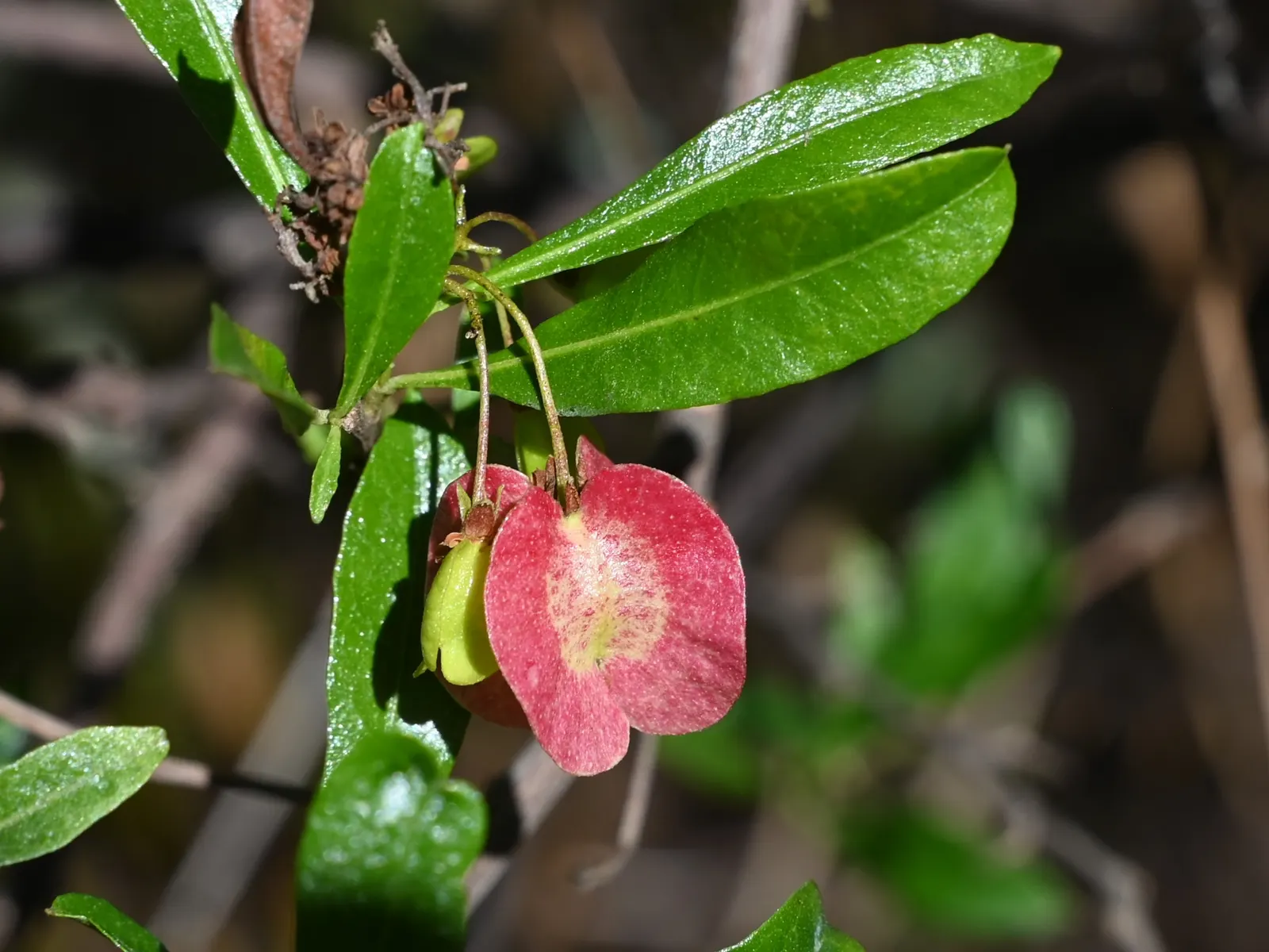 Green Hopseed Bush (Dodonaea Viscosa) — It has admirable drought tolerance once established, making it suitable for xeriscaping; it boasts lance-shaped leaves