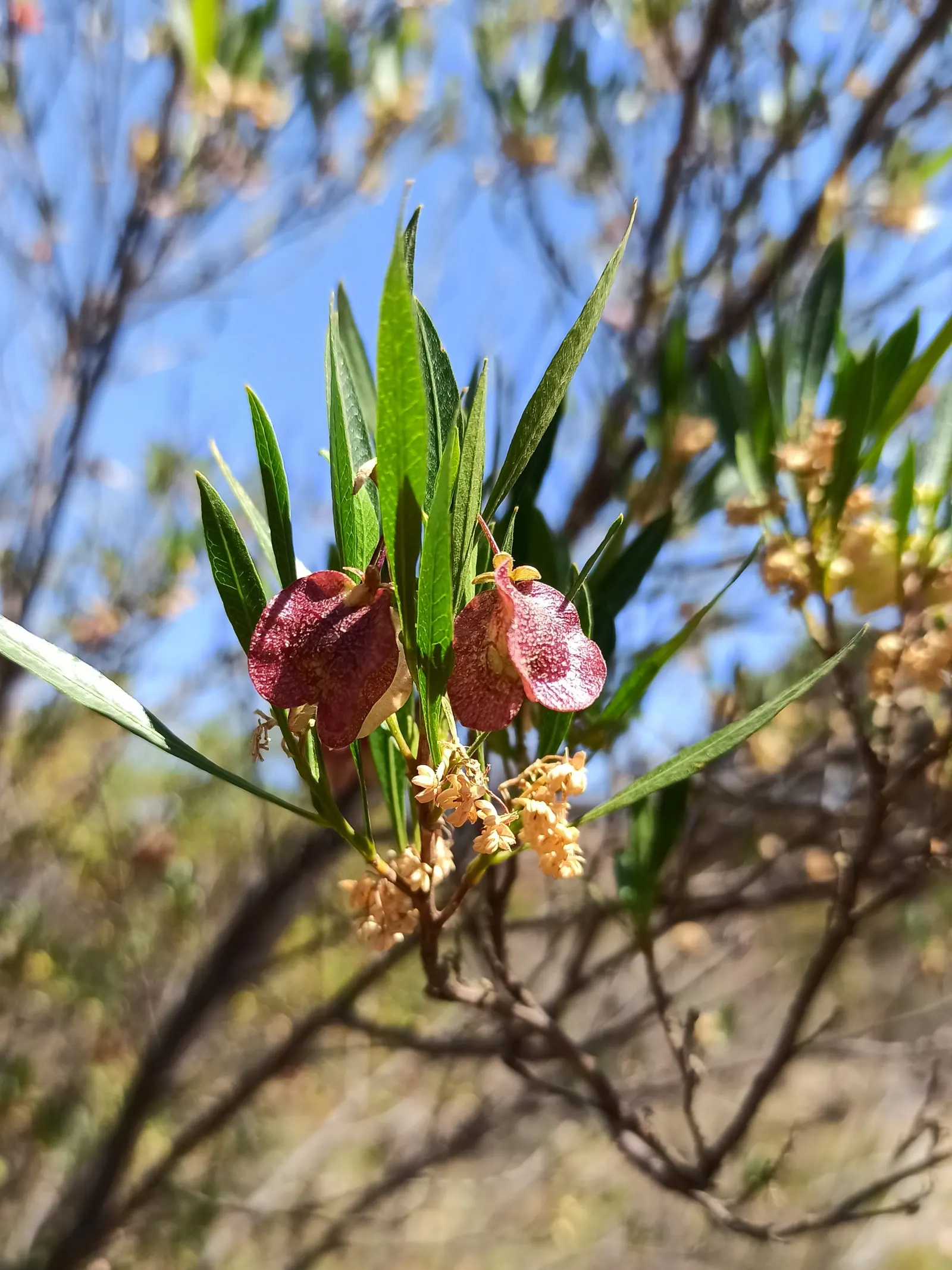 Green Hopseed Bush (Dodonaea Viscosa) — inconspicuous flowers may appear in spring or summer; scientifically known as Dodonaea viscosa, image 63