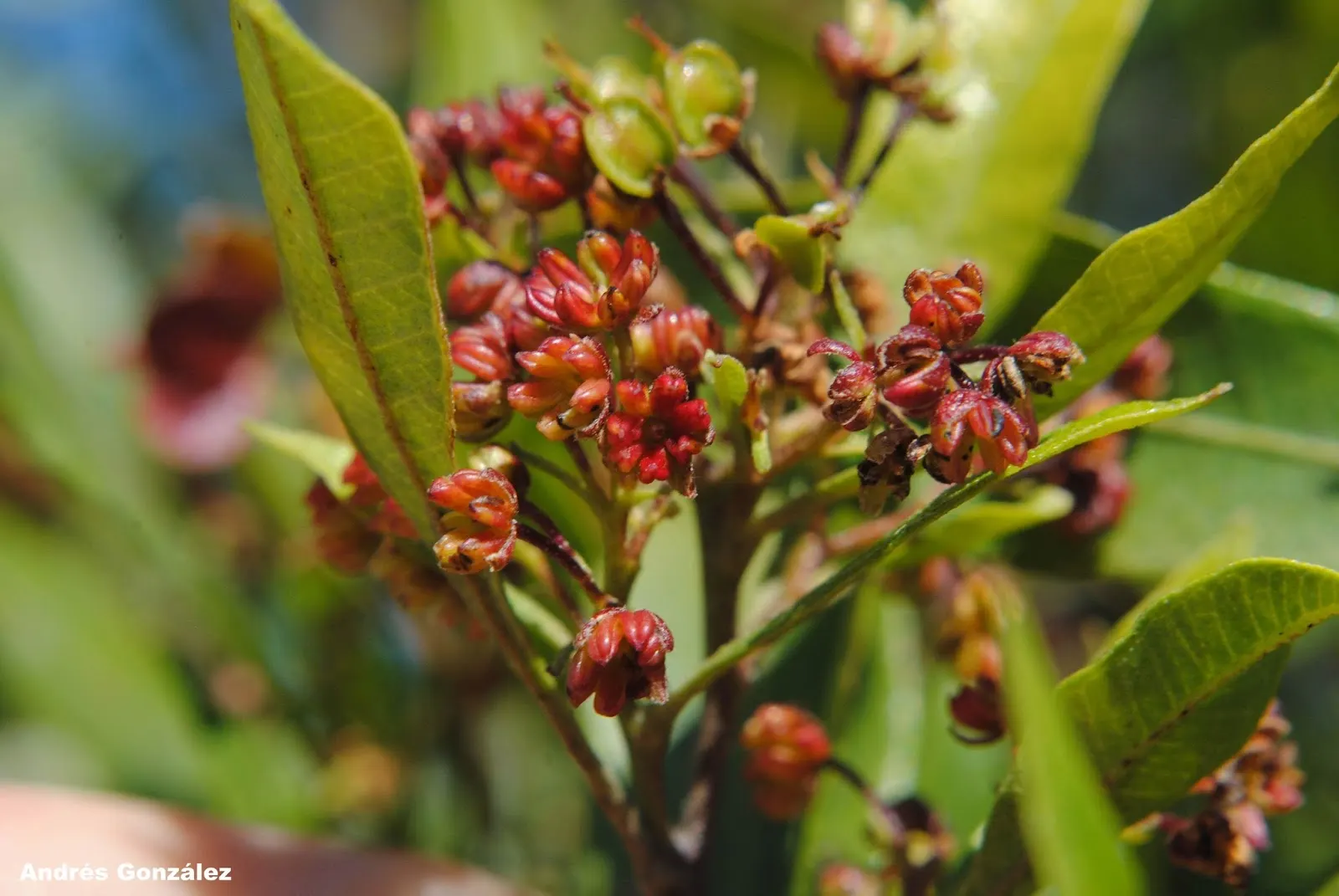 Green Hopseed Bush (Dodonaea Viscosa) — reaching heights of 10-12 feet and spanning 6-8 feet wide